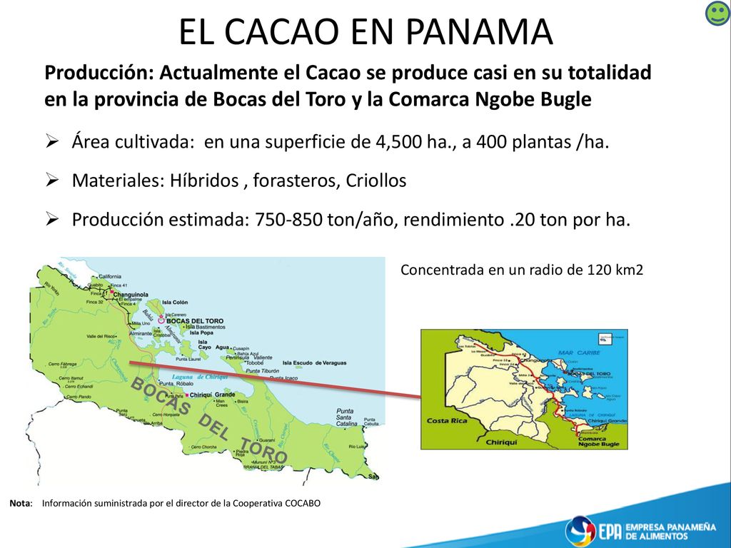 EL CACAO EN PANAMA Producción: Actualmente el Cacao se produce casi en su totalidad en la provincia de Bocas del Toro y la Comarca Ngobe Bugle.