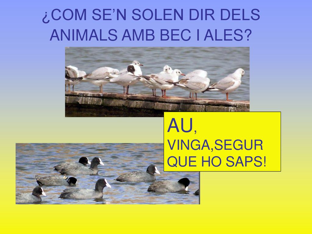 ¿COM SE’N SOLEN DIR DELS ANIMALS AMB BEC I ALES