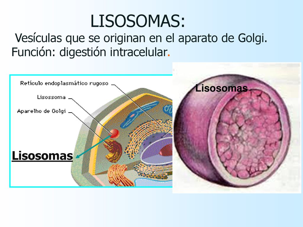 LISOSOMAS: Vesículas que se originan en el aparato de Golgi.