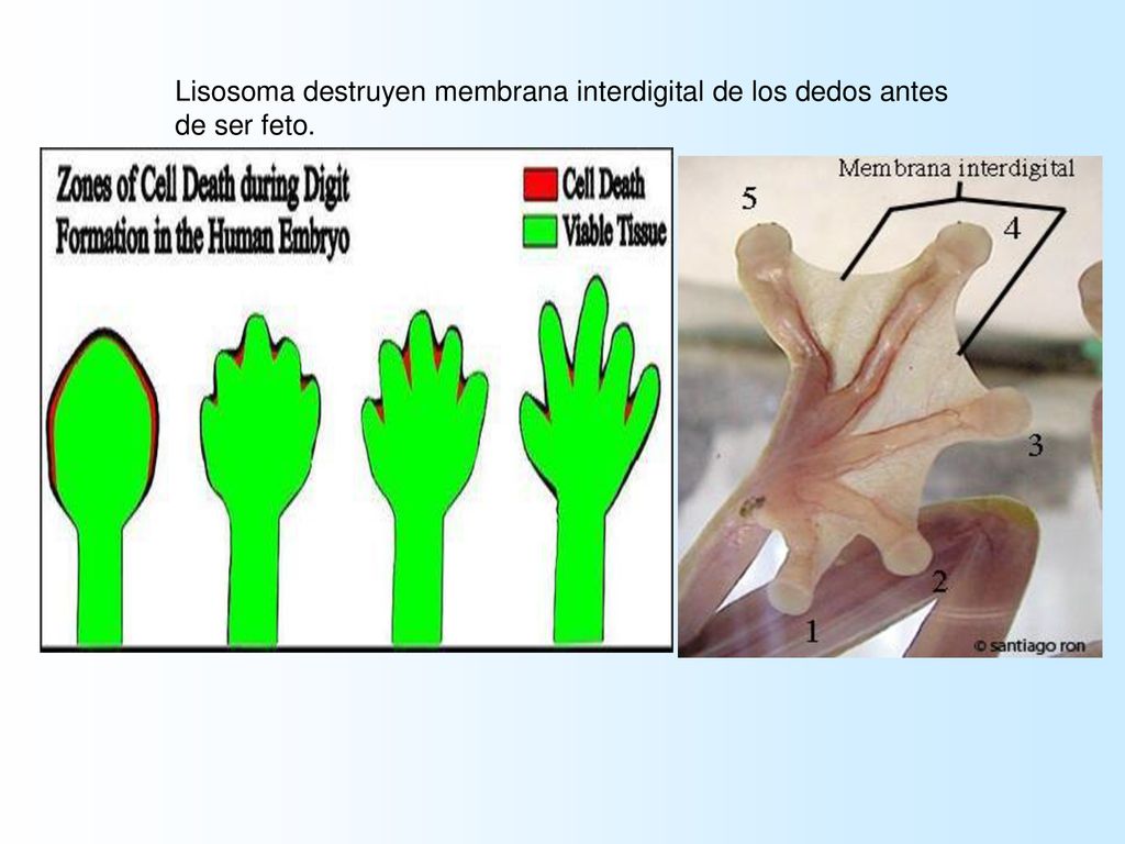 Lisosoma destruyen membrana interdigital de los dedos antes de ser feto.