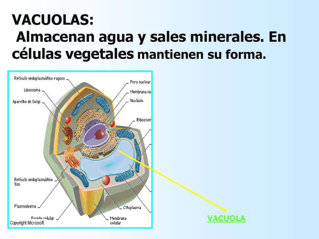 VACUOLAS: Almacenan agua y sales minerales. En células vegetales mantienen su forma. VACUOLA