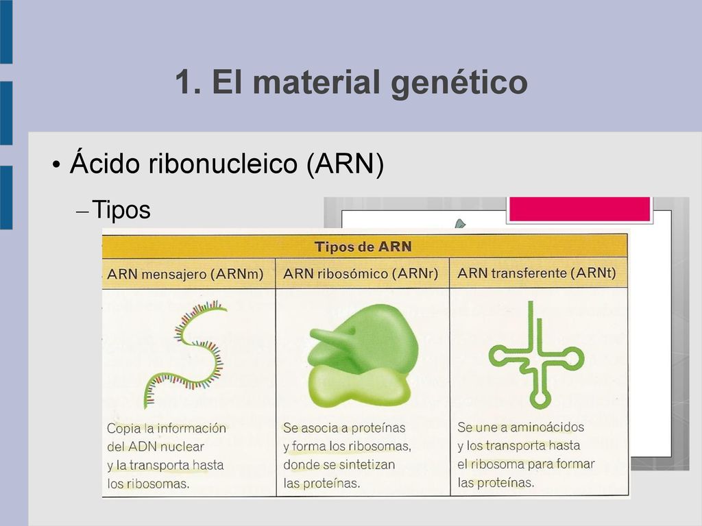1. El material genético Ácido ribonucleico (ARN) Tipos ARN mensajero