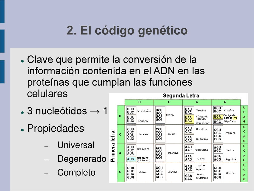 2. El código genético Clave que permite la conversión de la información contenida en el ADN en las proteínas que cumplan las funciones celulares.