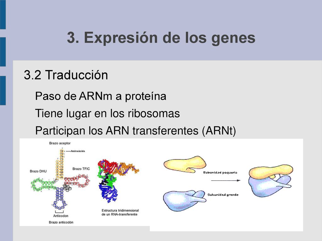 3. Expresión de los genes 3.2 Traducción Paso de ARNm a proteína