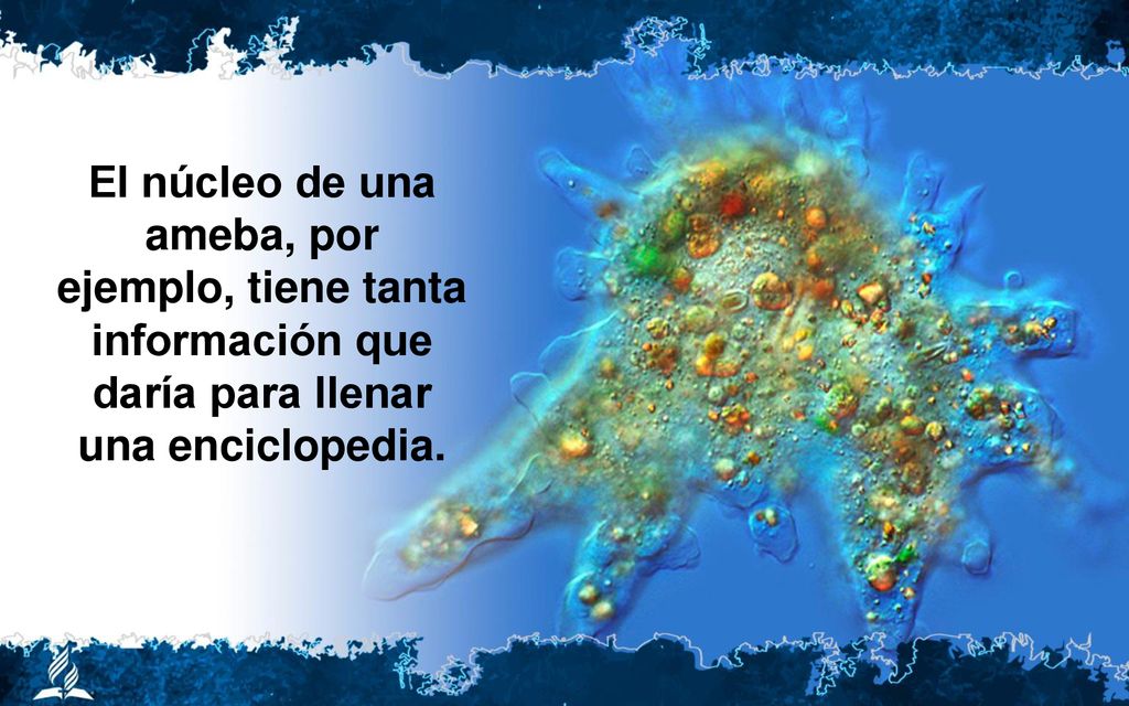 El núcleo de una ameba, por ejemplo, tiene tanta información que daría para llenar una enciclopedia.