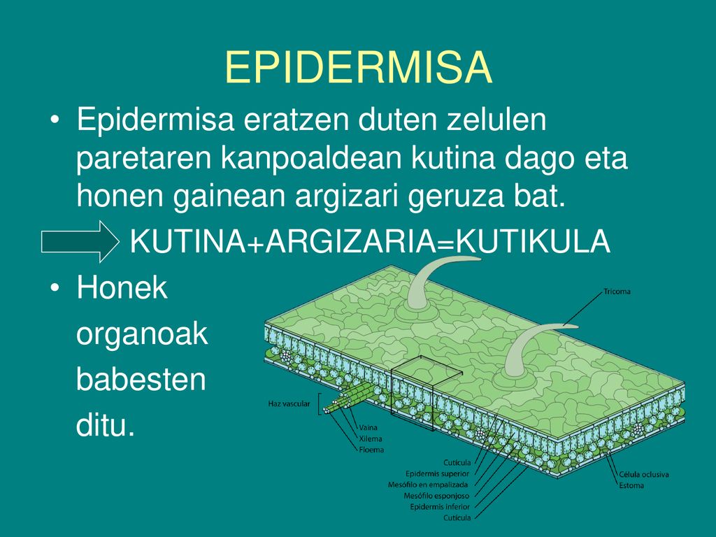 EPIDERMISA Epidermisa eratzen duten zelulen paretaren kanpoaldean kutina dago eta honen gainean argizari geruza bat.