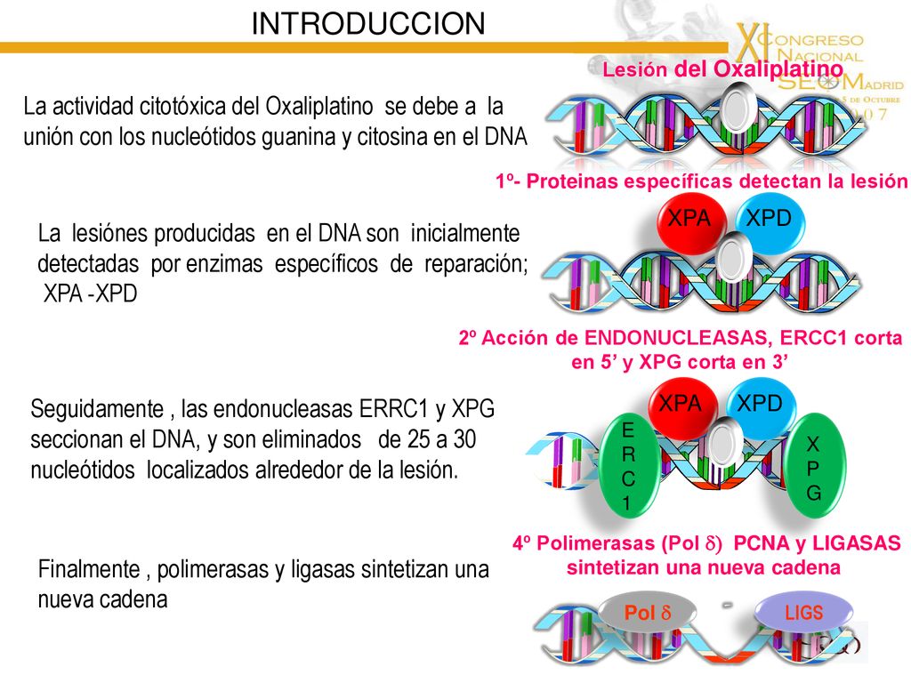 INTRODUCCION La actividad citotóxica del Oxaliplatino se debe a la