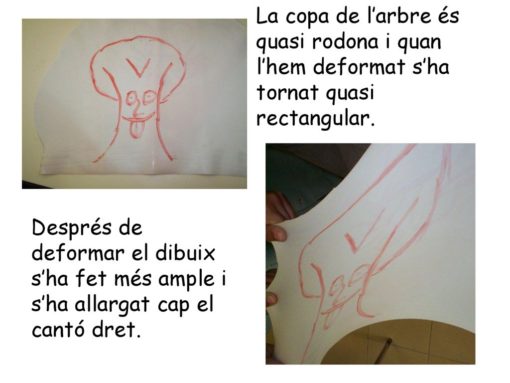 La copa de l’arbre és quasi rodona i quan l’hem deformat s’ha tornat quasi rectangular.