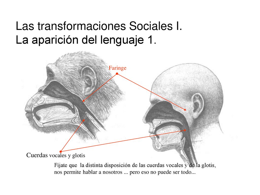 Las transformaciones Sociales I. La aparición del lenguaje 1.