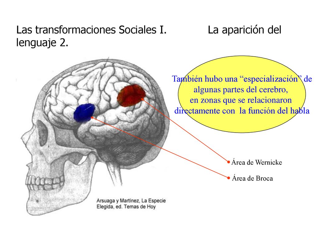 Las transformaciones Sociales I. La aparición del lenguaje 2.