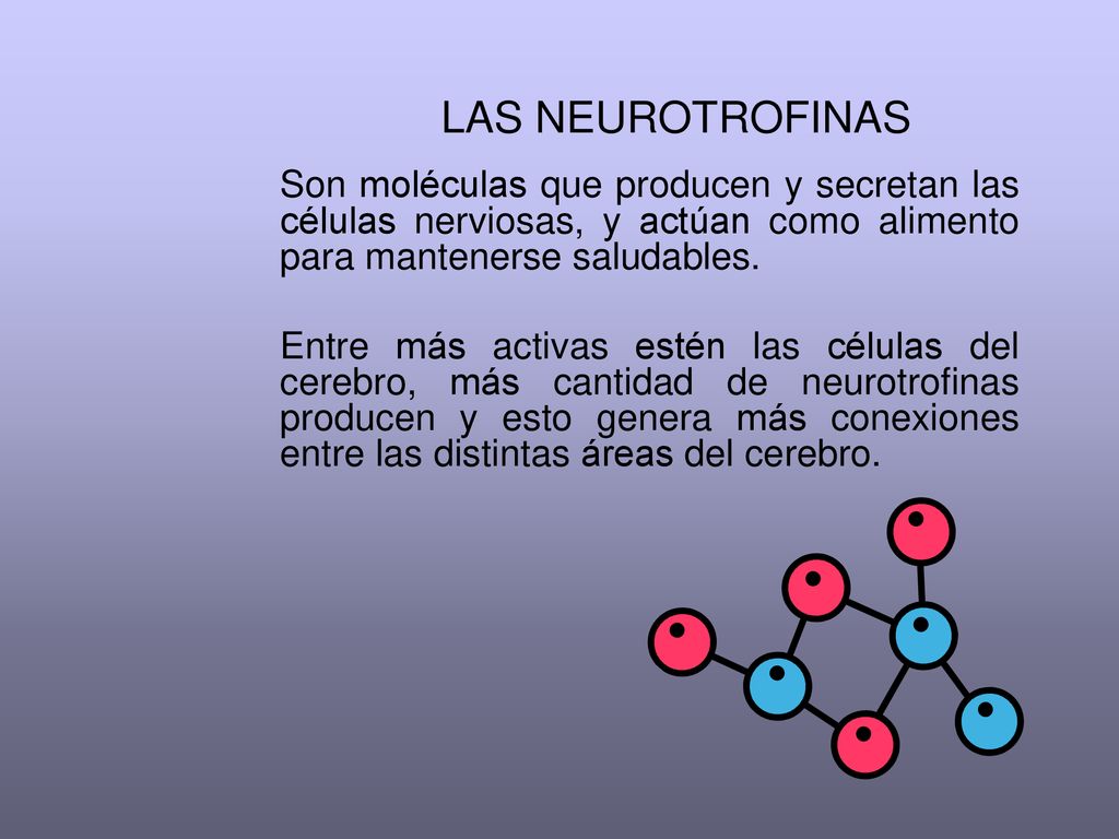 LAS NEUROTROFINAS Son moléculas que producen y secretan las células nerviosas, y actúan como alimento para mantenerse saludables.