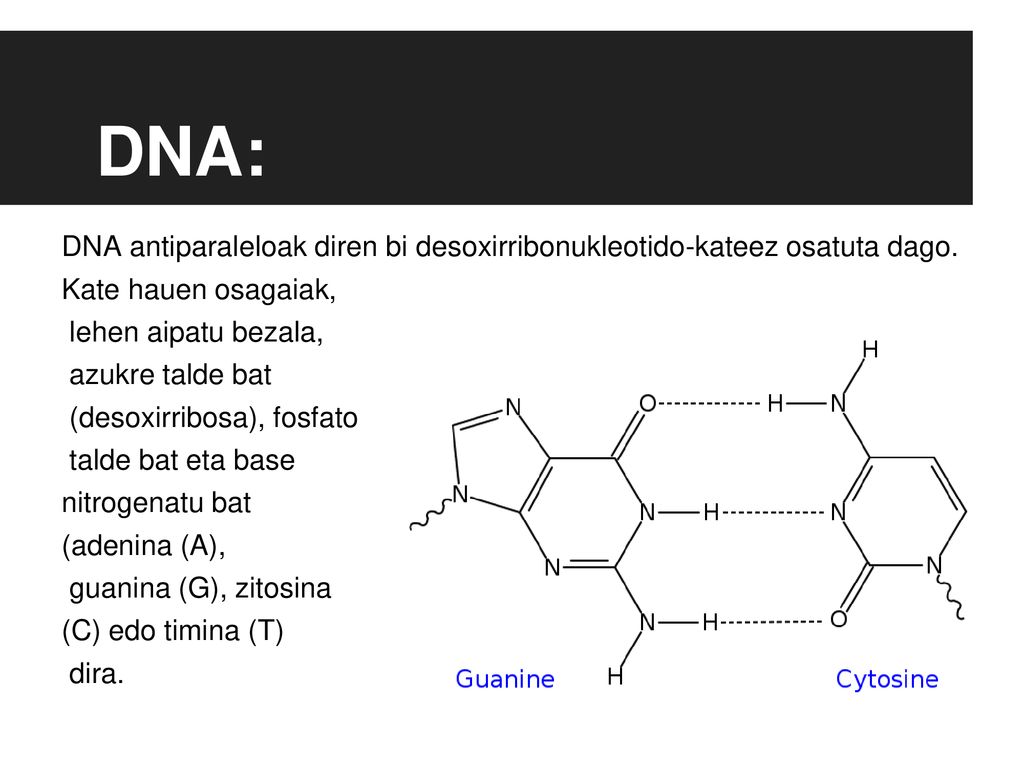 DNA: DNA antiparaleloak diren bi desoxirribonukleotido-kateez osatuta dago. Kate hauen osagaiak, lehen aipatu bezala,