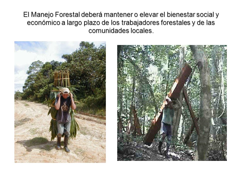 El Manejo Forestal deberá mantener o elevar el bienestar social y económico a largo plazo de los trabajadores forestales y de las comunidades locales.