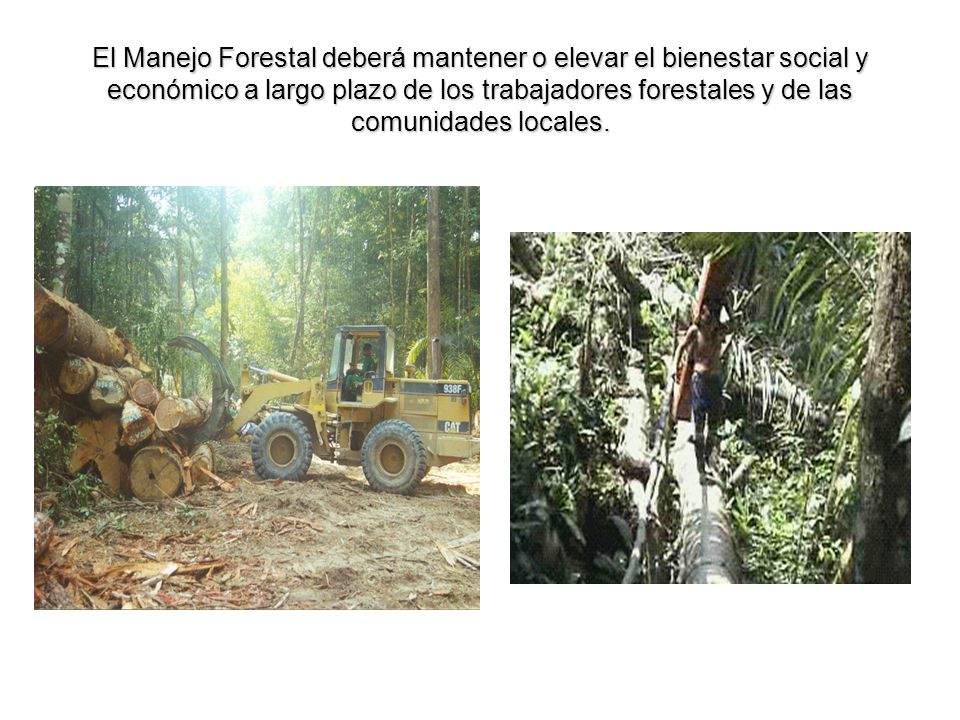 El Manejo Forestal deberá mantener o elevar el bienestar social y económico a largo plazo de los trabajadores forestales y de las comunidades locales.