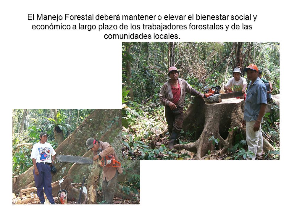 El Manejo Forestal deberá mantener o elevar el bienestar social y económico a largo plazo de los trabajadores forestales y de las comunidades locales.