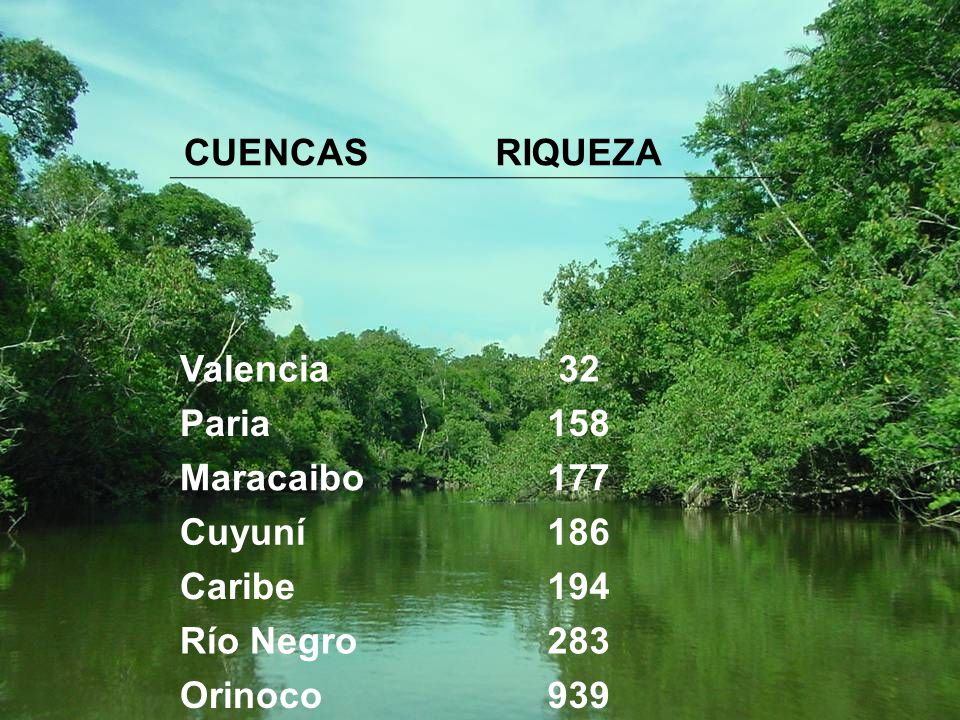 CUENCAS RIQUEZA Valencia 32 Paria 158 Maracaibo 177 Cuyuní 186 Caribe 194 Río Negro 283 Orinoco 939