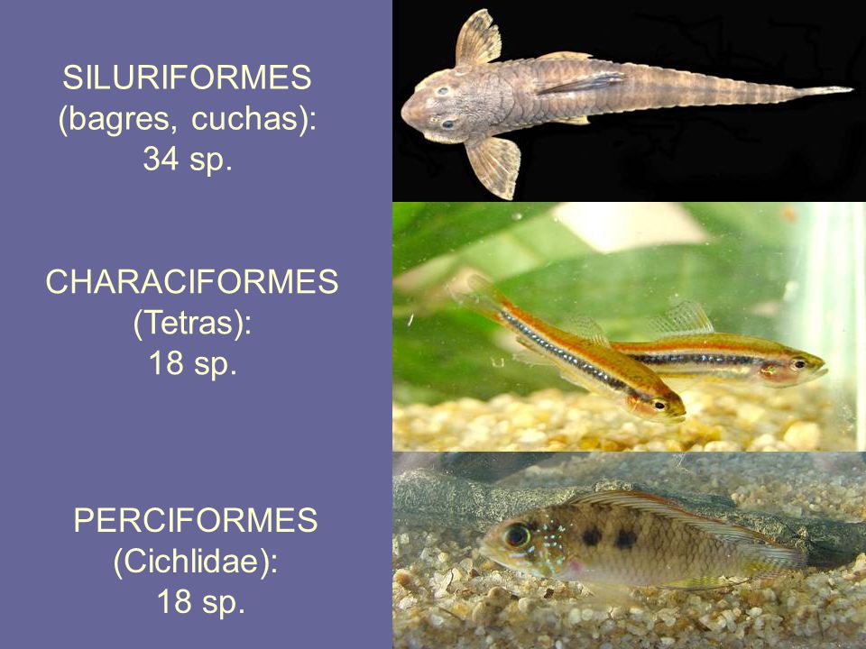 SILURIFORMES (bagres, cuchas): 34 sp. CHARACIFORMES. (Tetras): 18 sp. PERCIFORMES. (Cichlidae):
