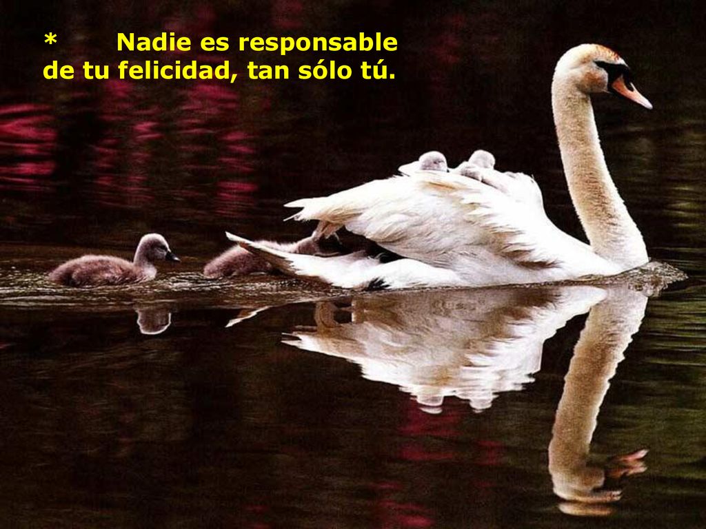 * Nadie es responsable de tu felicidad, tan sólo tú.