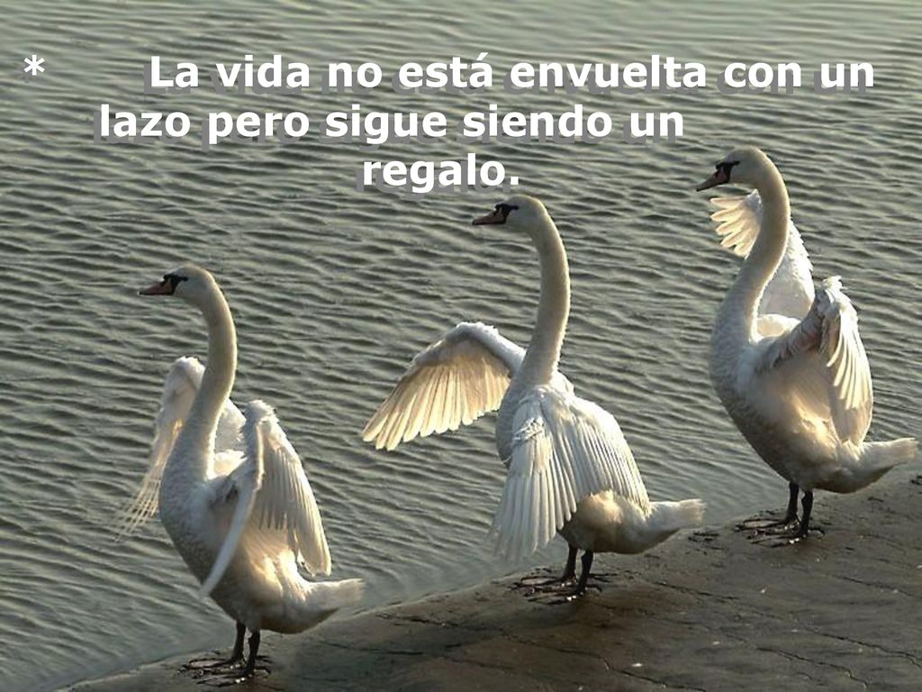 * La vida no está envuelta con un lazo pero sigue siendo un regalo.