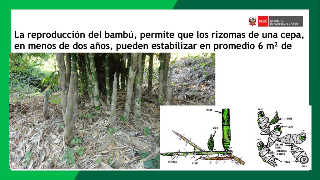 La reproducción del bambú, permite que los rizomas de una cepa, en menos de dos años, pueden estabilizar en promedio 6 m² de riberas