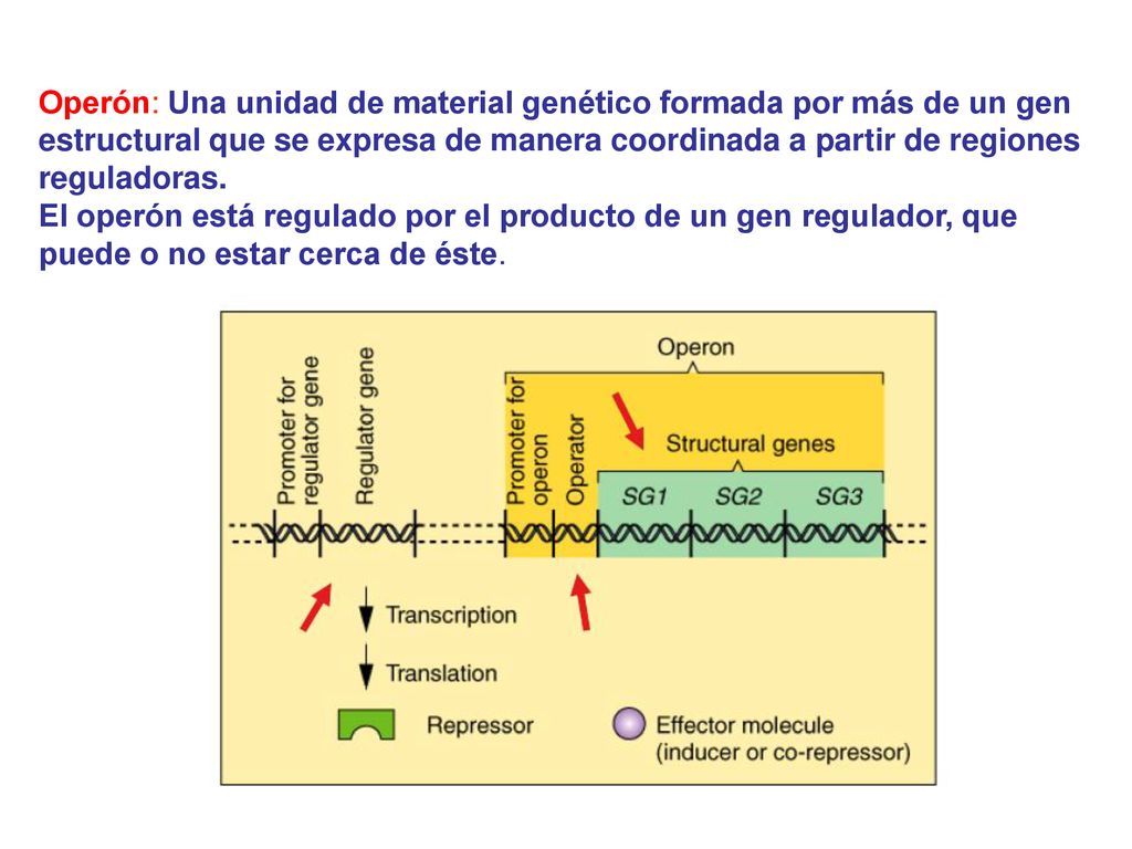 Operón: Una unidad de material genético formada por más de un gen estructural que se expresa de manera coordinada a partir de regiones reguladoras.