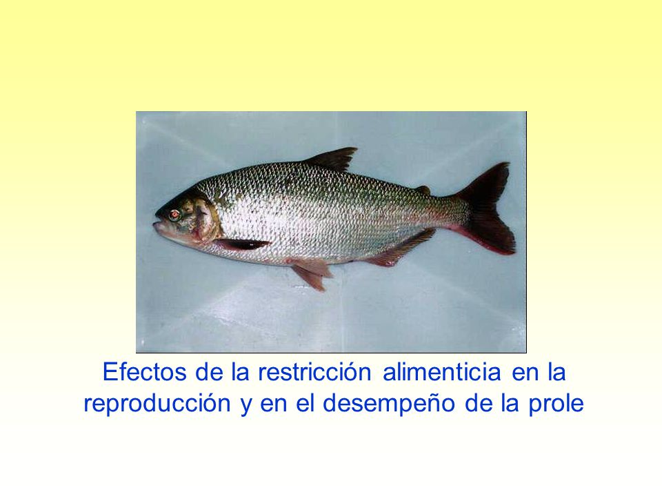 Efectos de la restricción alimenticia en la reproducción y en el desempeño de la prole