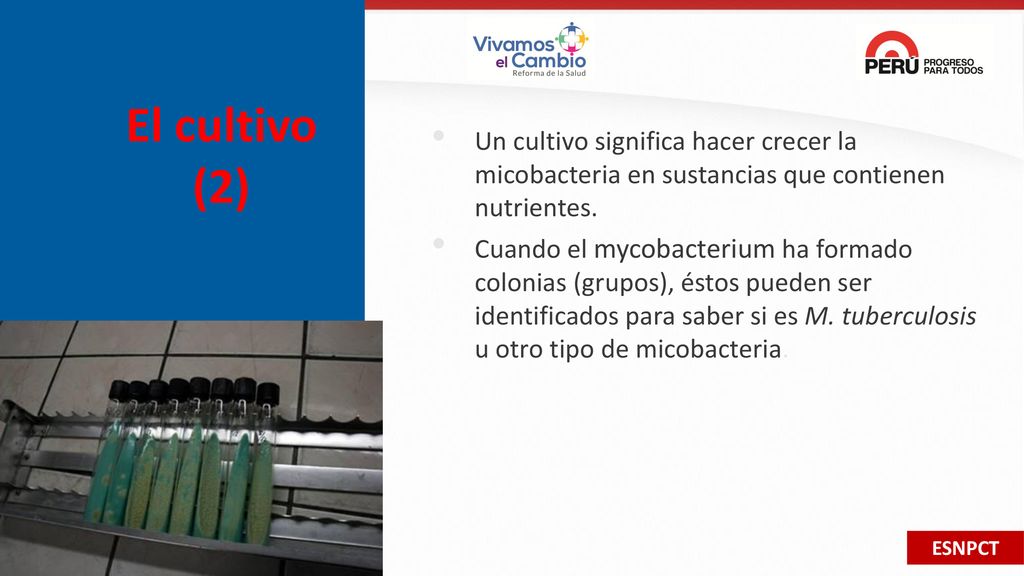 El cultivo (2) Un cultivo significa hacer crecer la micobacteria en sustancias que contienen nutrientes.