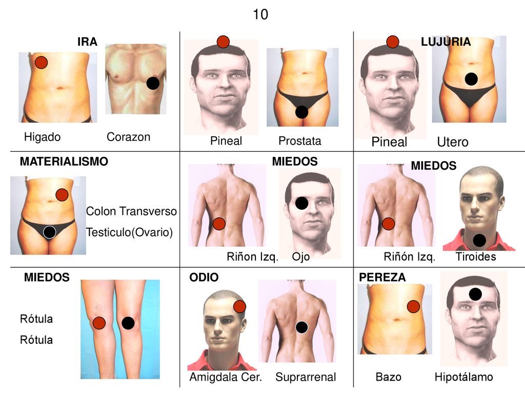 10 Pineal Utero IRA LUJURIA Higado Corazon Pineal Prostata