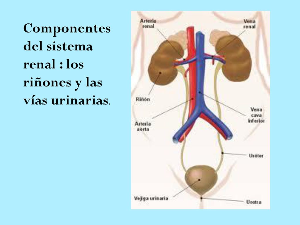 Componentes del sistema renal : los riñones y las vías urinarias.