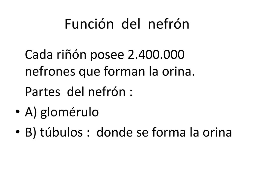 Función del nefrón Cada riñón posee nefrones que forman la orina. Partes del nefrón :