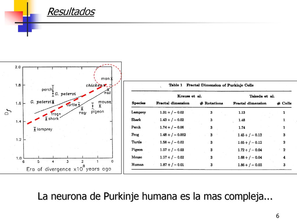 Resultados La neurona de Purkinje humana es la mas compleja...