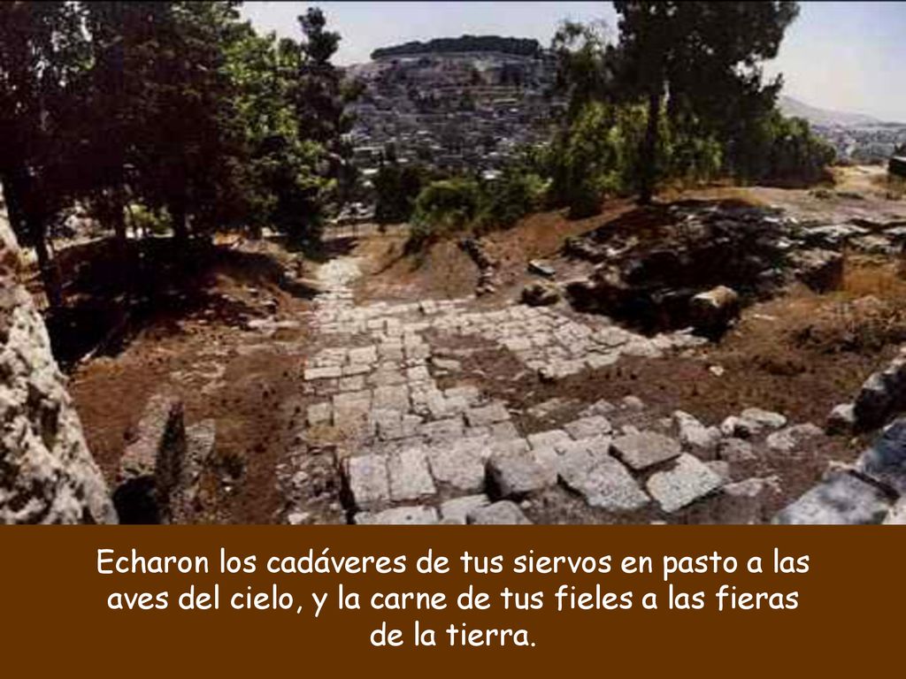 Echaron los cadáveres de tus siervos en pasto a las aves del cielo, y la carne de tus fieles a las fieras de la tierra.