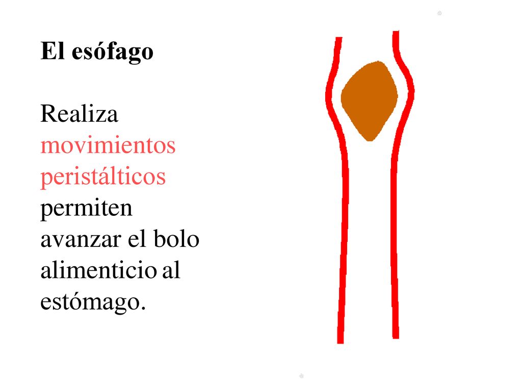 El esófago Realiza movimientos peristálticos permiten avanzar el bolo alimenticio al estómago.