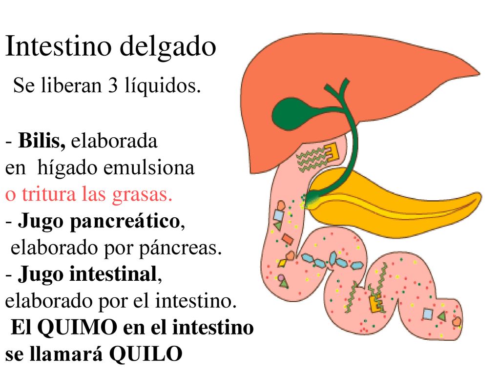 Intestino delgado Se liberan 3 líquidos. - Bilis, elaborada
