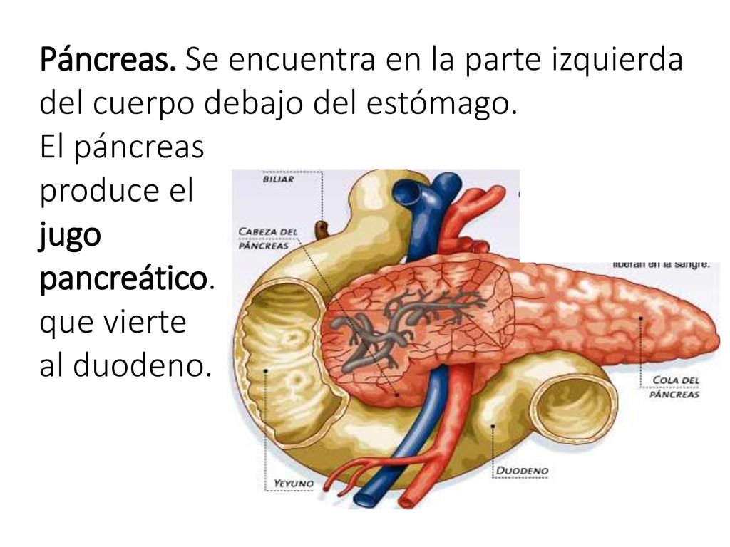 Páncreas. Se encuentra en la parte izquierda del cuerpo debajo del estómago.