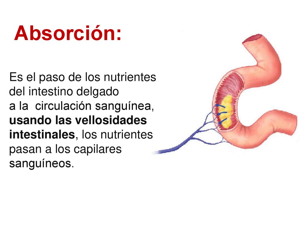 Absorción: Es el paso de los nutrientes del intestino delgado