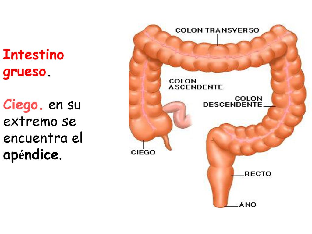 Intestino grueso. Ciego. en su extremo se encuentra el apéndice.