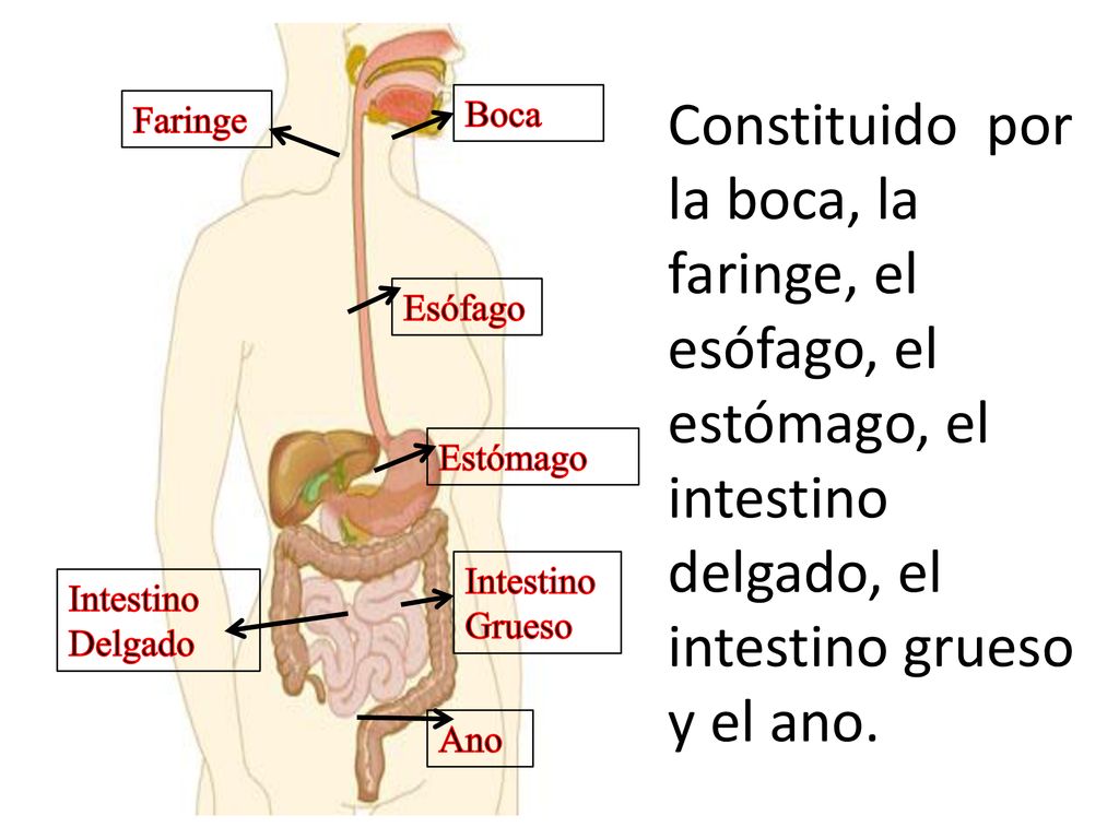 Constituido por la boca, la faringe, el esófago, el estómago, el intestino delgado, el intestino grueso y el ano.