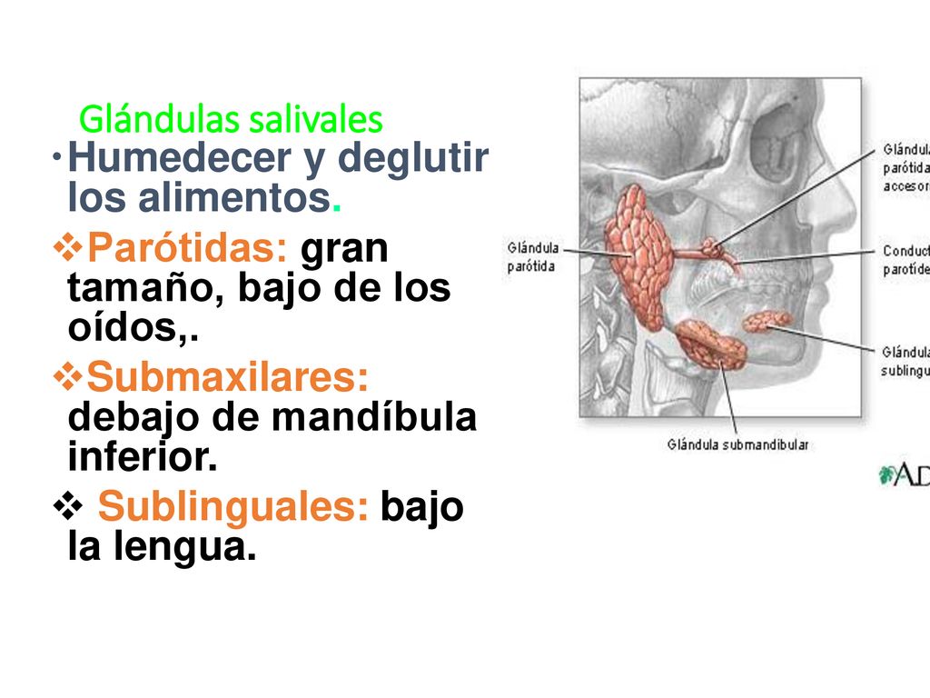Glándulas salivales Humedecer y deglutir los alimentos. Parótidas: gran tamaño, bajo de los oídos,.