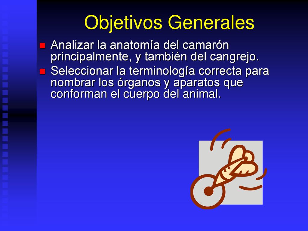 Objetivos Generales Analizar la anatomía del camarón principalmente, y también del cangrejo.