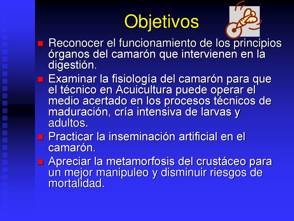 Objetivos Reconocer el funcionamiento de los principios órganos del camarón que intervienen en la digestión.