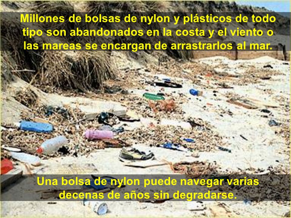 Millones de bolsas de nylon y plásticos de todo tipo son abandonados en la costa y el viento o las mareas se encargan de arrastrarlos al mar.
