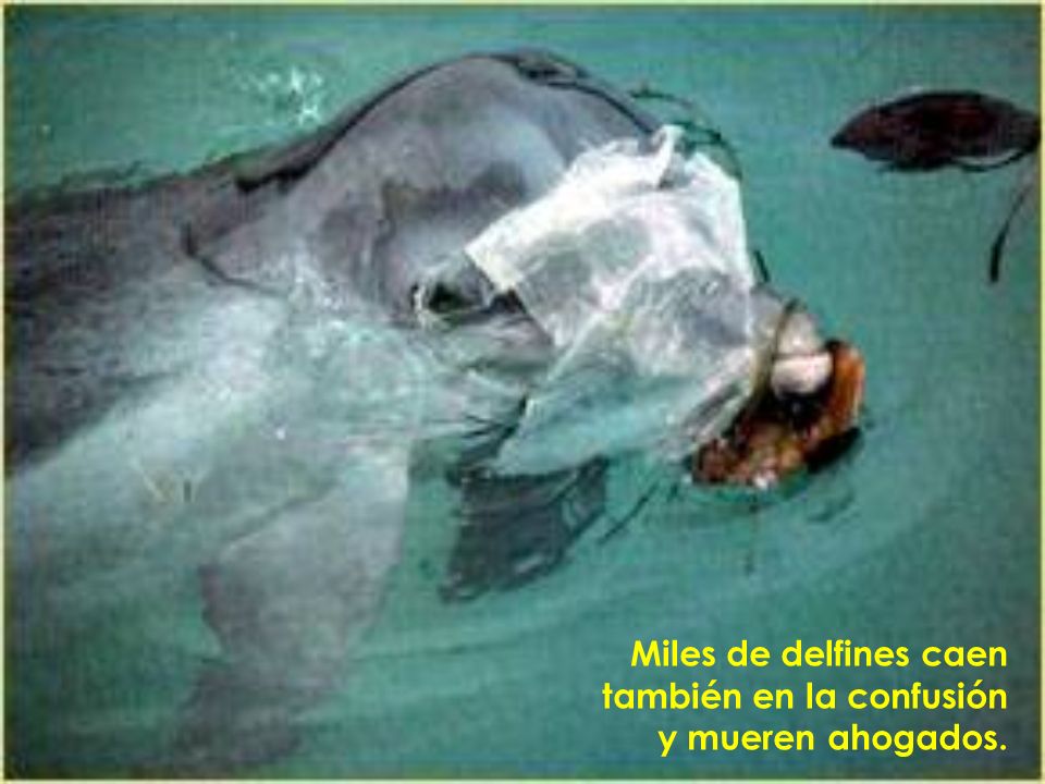 Miles de delfines caen también en la confusión y mueren ahogados.