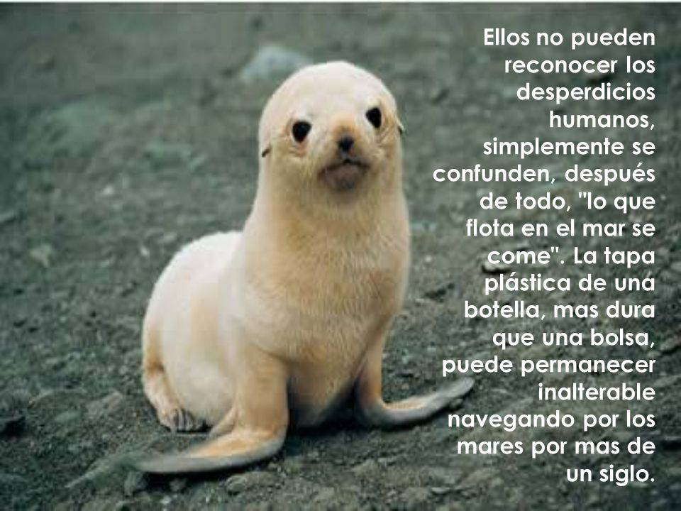 Ellos no pueden reconocer los desperdicios humanos, simplemente se confunden, después de todo, lo que flota en el mar se come .