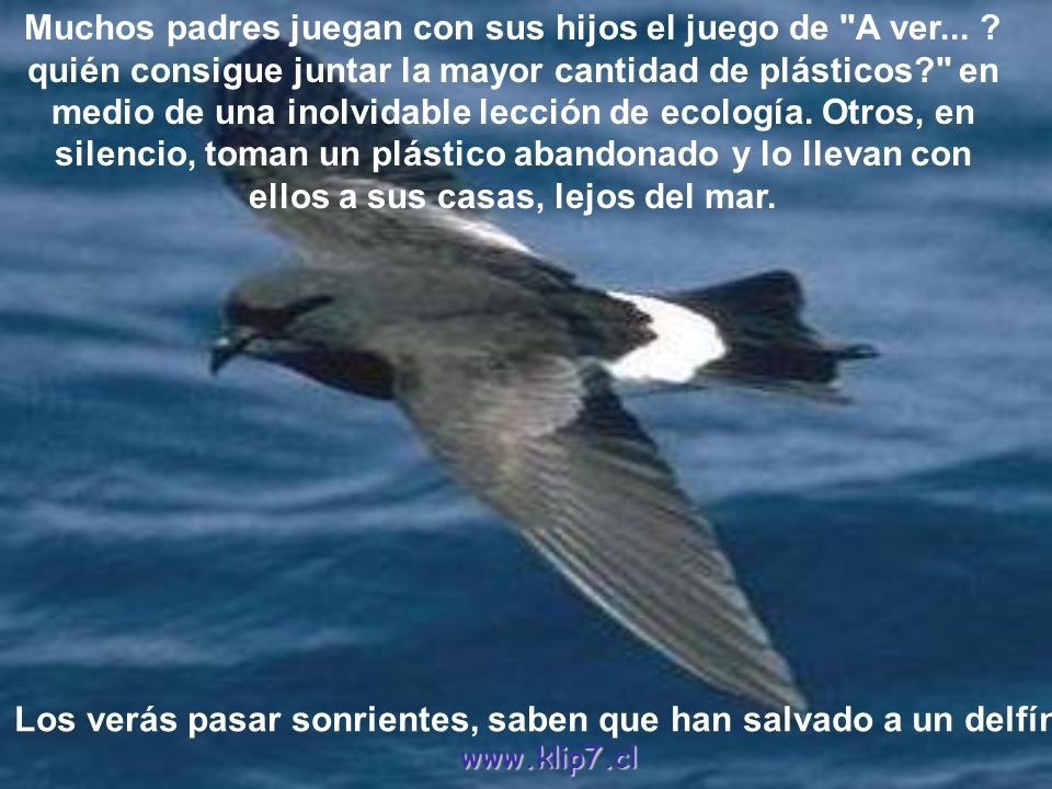 Los verás pasar sonrientes, saben que han salvado a un delfín.