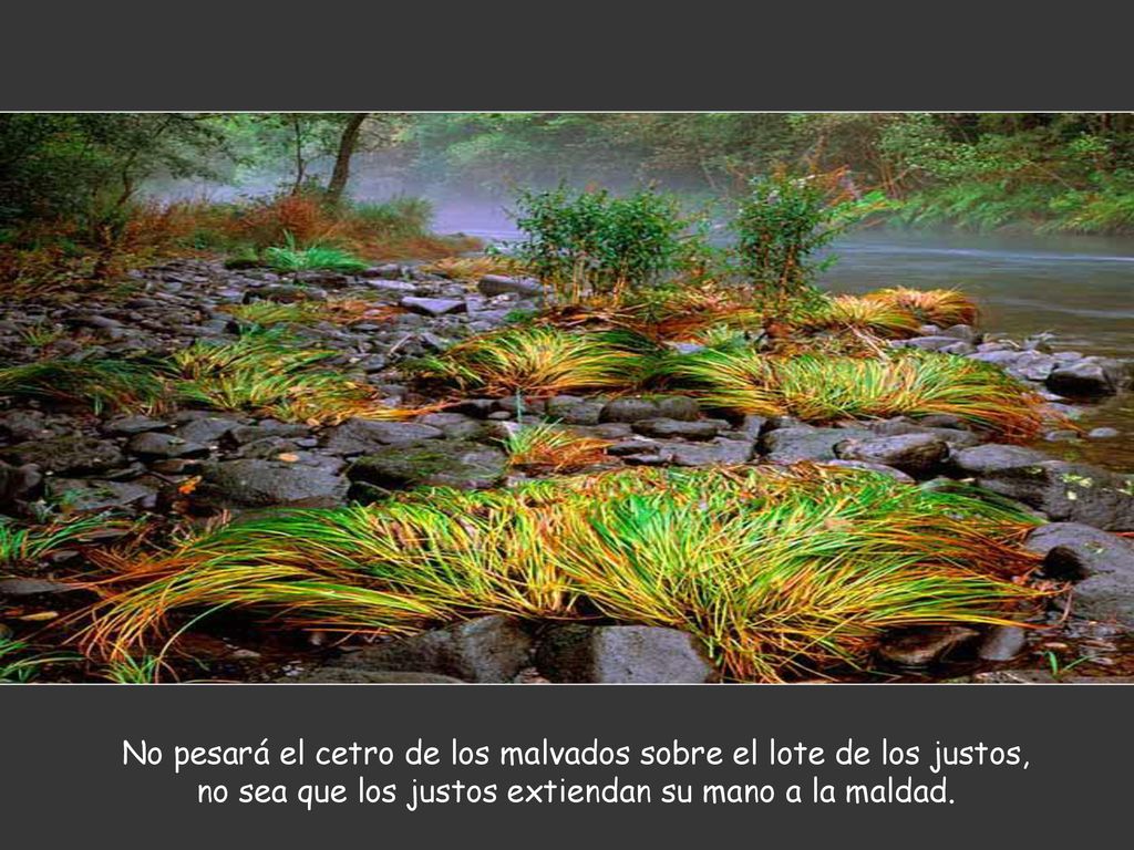 No pesará el cetro de los malvados sobre el lote de los justos, no sea que los justos extiendan su mano a la maldad.