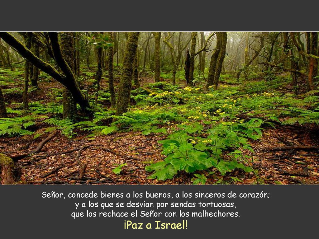 Señor, concede bienes a los buenos, a los sinceros de corazón; y a los que se desvían por sendas tortuosas, que los rechace el Señor con los malhechores.