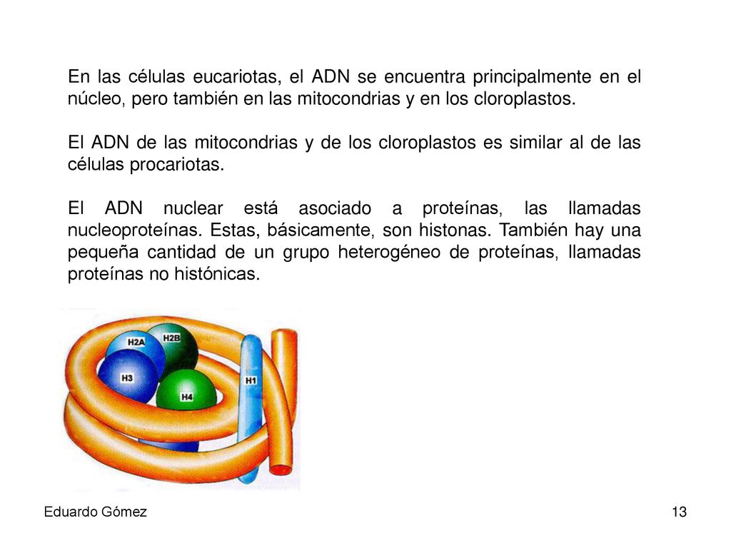 En las células eucariotas, el ADN se encuentra principalmente en el núcleo, pero también en las mitocondrias y en los cloroplastos.