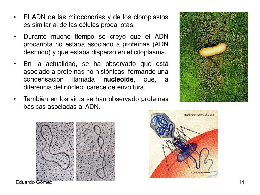 El ADN de las mitocondrias y de los cloroplastos es similar al de las células procariotas.