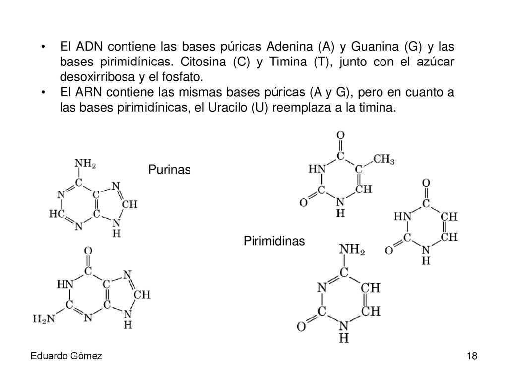 El ADN contiene las bases púricas Adenina (A) y Guanina (G) y las bases pirimidínicas. Citosina (C) y Timina (T), junto con el azúcar desoxirribosa y el fosfato.